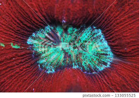 Red Flat Brain Coral, Trachyphyllia radiata 133055525