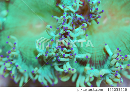 Blue Tip Elegance Coral, Catalaphyllia jardinei 133055526