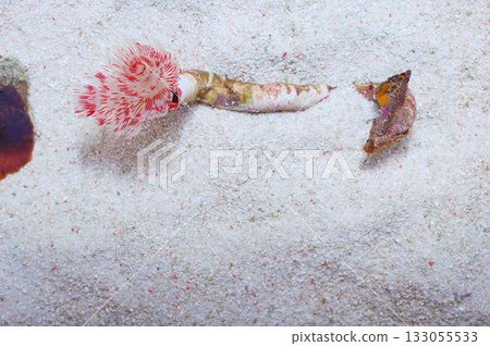 Red and White Coco Worm, Protula bispiralis Red and White Coco Worm, Protula bispiralis 133055533