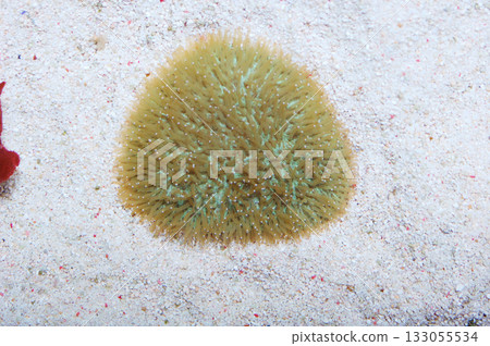 Green Tongue Coral, Herpetolitha limax, Polyphyllia spp 133055534