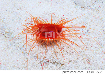 Electric Eye Scallop, Limaria spp Electric Eye Scallop, Limaria spp 133055535