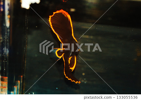 Pinnate Batfish-Tank Raised - Platax pinnatus Pinnate Batfish-Tank Raised - Platax pinnatus 133055536