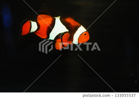 Black True Percula Clownfish - Amphiprion percula 133055537