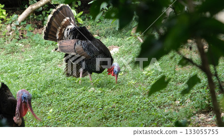 A turkey explores the ground grazing on fresh grass in a green environment The leafy surroundings enhance its serene activity 133055755