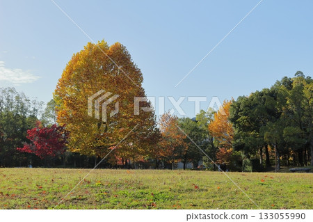公園廣場上的一棵大樹變黃了。 公園廣場上的一棵大樹變黃了。 133055990