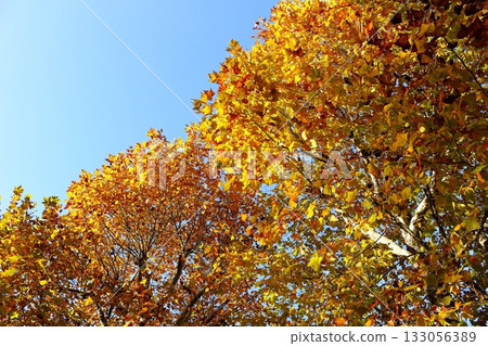 Autumn scenery that lets you feel the change of seasons Autumn scenery that lets you feel the change of seasons 133056389