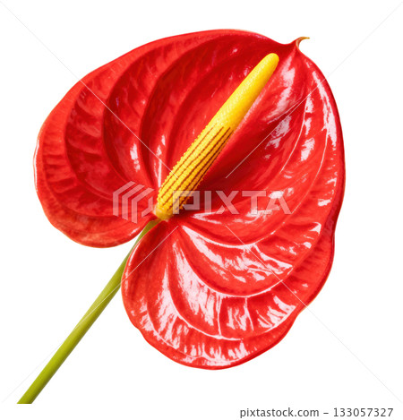 Vibrant anthurium flower with shiny red spathe and bright yellow spadix. beautiful, exotic tropical bloom Vibrant anthurium flower with shiny red spathe and bright yellow spadix. beautiful, exotic tropical bloom 133057327
