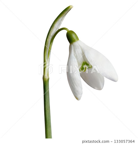 Delicate white snowdrop galanthus flower bloom, drooping, hopeful sign of early spring against dark backdrop Delicate white snowdrop galanthus flower bloom, drooping, hopeful sign of early spring against dark backdrop 133057364