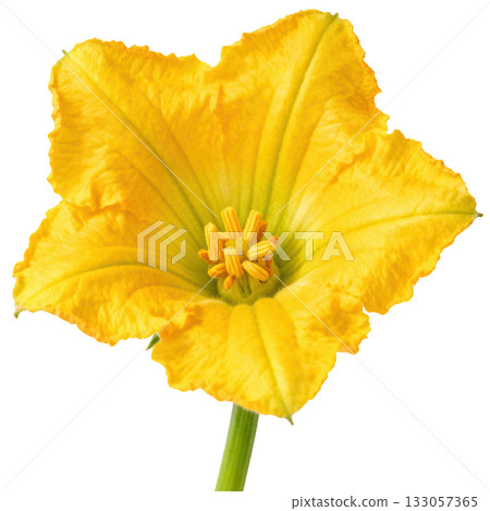 Vibrant yellow squash blossom zucchini flower. Fresh, natural and delicate bloom centered on transparency background Vibrant yellow squash blossom zucchini flower. Fresh, natural and delicate bloom centered on transparency background 133057365
