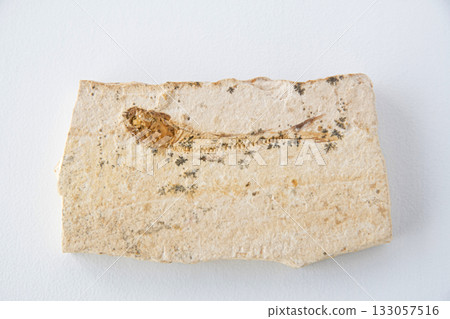Dustilbe fossil 133057516