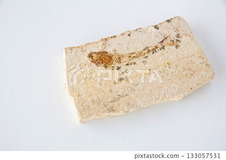 塵埃化石 塵埃化石 133057531