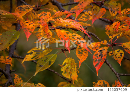 信濃川和安城堤上的櫻花秋葉 133057609