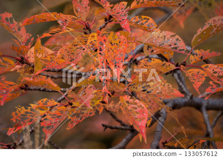 Autumn leaves of cherry blossoms on the Shinano River and Yasuragi Embankment 133057612