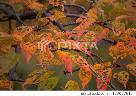 Autumn leaves of cherry blossoms on the Shinano River and Yasuragi Embankment Autumn leaves of cherry blossoms on the Shinano River and Yasuragi Embankment 133057613