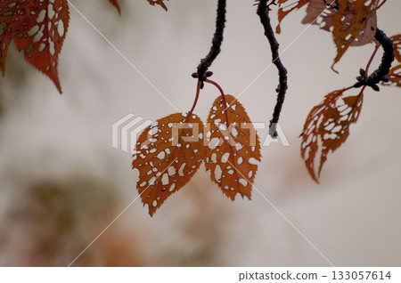 Autumn leaves of cherry blossoms on the Shinano River and Yasuragi Embankment 133057614