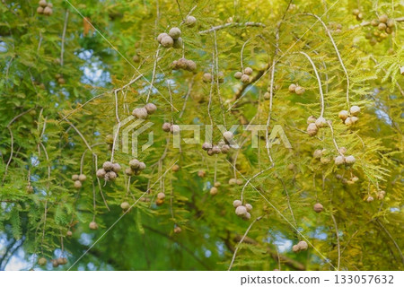 Bald cypress in late autumn 133057632