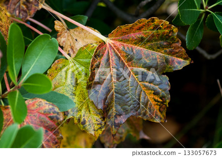 常春藤秋葉 常春藤秋葉 133057673