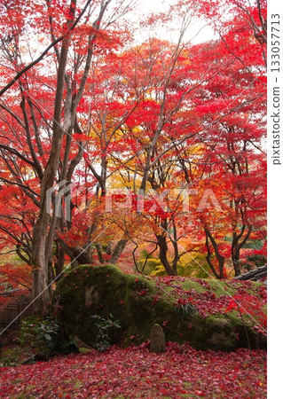 Bright red autumn leaves 133057713