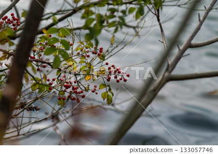 Wild rose fruit on the Shinano River and Yasuragi embankment Wild rose fruit on the Shinano River and Yasuragi embankment 133057746