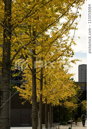 A ginkgo tree lined with yellow leaves A ginkgo tree lined with yellow leaves 133058064