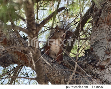 brown rodent explores sunlit branches, hopeful squirrel forages amid bright pine needle environment 133058109