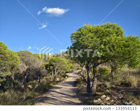 serene nature walk, calming journey through prepared pine corridor with expansive sky and scenic serene nature walk, calming journey through prepared pine corridor with expansive sky and scenic 133058113