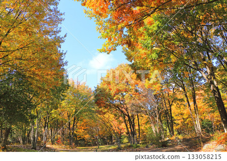 Autumnal leaves forest Autumnal leaves forest 133058215