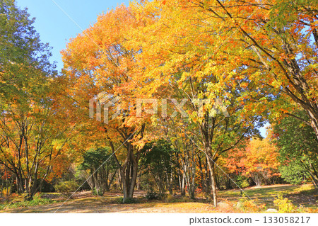 Autumnal leaves forest Autumnal leaves forest 133058217