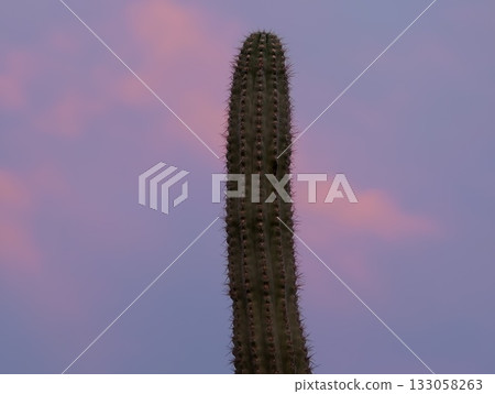 serene desert scene with spiny cactus silhouette, minimalist depiction of lone cactus under dusk sky 133058263