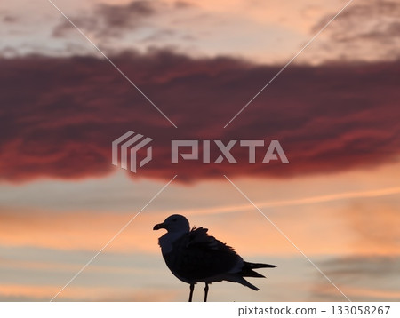 seagull sunset scene, coastal sun setting with contrasting colors and solitary seagull observing 133058267