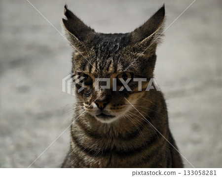 editorial style snapshot of poised tabby with amber eyes and alert demeanor against subdued lighting editorial style snapshot of poised tabby with amber eyes and alert demeanor against subdued lighting 133058281