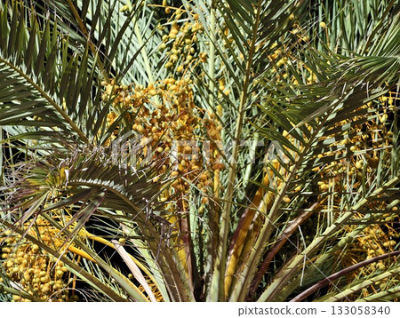 organic orchard with hanging dates, closeup of ripening dates beneath vibrant leafy fronds 133058340