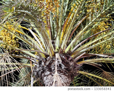 texture and shadow of arab date palms, detailed view of trunk fibers and overlapping crown elements texture and shadow of arab date palms, detailed view of trunk fibers and overlapping crown elements 133058341