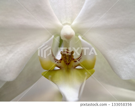 serene orchid with subtle hues, tranquil white orchid featuring soft petals and gentle color accents 133058356