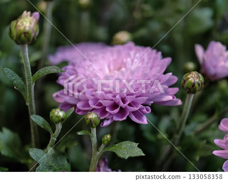 bloom readiness observed, morning sunlight illuminates carefully nurtured chrysanthemum growth 133058358