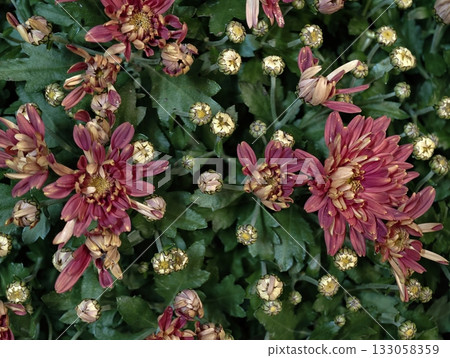 dried chrysanthemums evoke nostalgic charm, seasonal dried flowers create nostalgic rustic dried chrysanthemums evoke nostalgic charm, seasonal dried flowers create nostalgic rustic 133058359