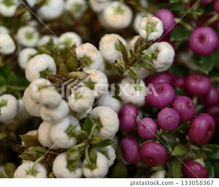 bright magenta berries with delicate dew, intimate shot of glossy pink fruit amid subdued greenery 133058367