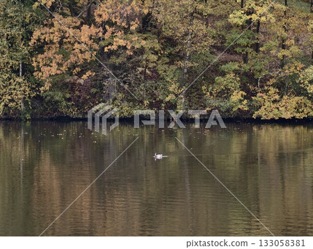peaceful scene of bird on shimmering water, tranquil swan drifting across reflective autumn lake peaceful scene of bird on shimmering water, tranquil swan drifting across reflective autumn lake 133058381
