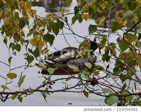 quiet pond with resting duck pair in fall, calm water reflections framed by leaves and twigs quiet pond with resting duck pair in fall, calm water reflections framed by leaves and twigs 133058382