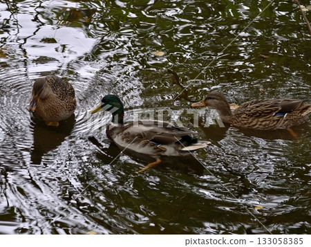 duck social activity, mallards enjoy quiet companionship while dabbling and pecking in gentle pond 133058385