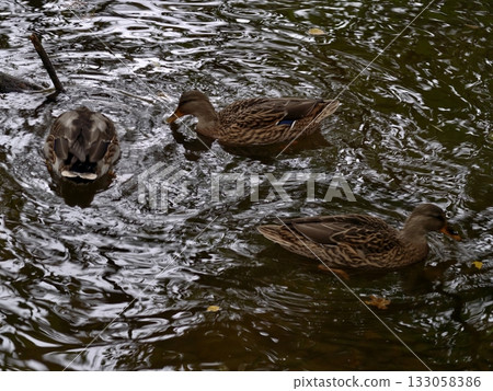 mallards gliding on calm waters, serene garden setting with tranquil ducks and shimmering 133058386