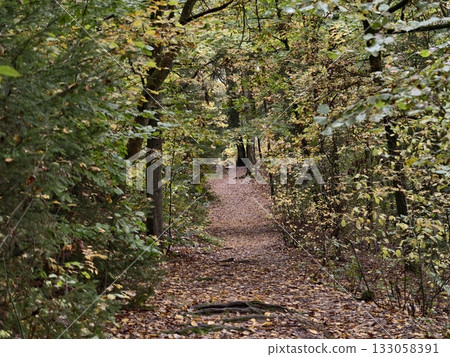 walking through leafy woodland trail, journey along trail surrounded by autumn foliage and twisted walking through leafy woodland trail, journey along trail surrounded by autumn foliage and twisted 133058391