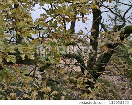 rustling foliage above open land, crisp seasonal atmosphere with silhouetted treetops and cloudy sky rustling foliage above open land, crisp seasonal atmosphere with silhouetted treetops and cloudy sky 133058393