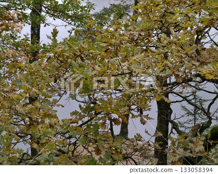 peaceful fall morning by water and trees, still morning at lake with drifting mist and amberhued peaceful fall morning by water and trees, still morning at lake with drifting mist and amberhued 133058394