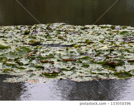 peaceful water surrounded by leafy greenery, serene wetland scene featuring broad lily pads peaceful water surrounded by leafy greenery, serene wetland scene featuring broad lily pads 133058396