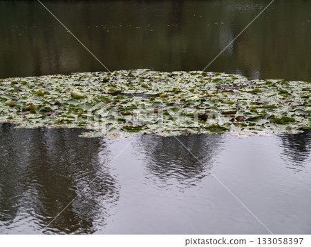 calm pond with floating lilies, tranquil waterbody reflecting surrounding foliage under subdued 133058397