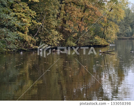 peaceful shoreline with driftwood and reflections, serene riverbank scene with floating branches peaceful shoreline with driftwood and reflections, serene riverbank scene with floating branches 133058398