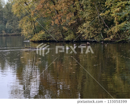 silent lake with wildlife tranquil scene, serene waters reflected by autumnal nature elements silent lake with wildlife tranquil scene, serene waters reflected by autumnal nature elements 133058399