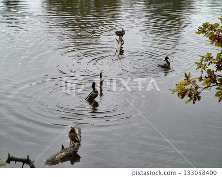 ducks on peaceful pond, mallard mother guides ducklings, family of ducks moving across tranquil ducks on peaceful pond, mallard mother guides ducklings, family of ducks moving across tranquil 133058400