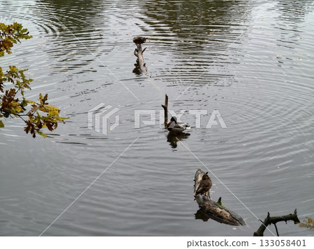 serene bird scene, gentle autumn hues highlight harmonious grouping of ducks on tranquil pond serene bird scene, gentle autumn hues highlight harmonious grouping of ducks on tranquil pond 133058401